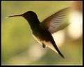 Picture Title - Beija Flor (Hummingbird)