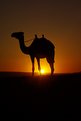 Picture Title - Desert sunset