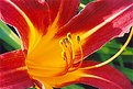 Picture Title - Daylilies 2