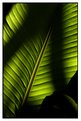 Picture Title - Leaf