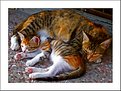 Picture Title - Mom's love