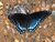 Red-spotted Purple Admiral