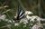 Zebra Swallowtail