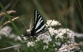 Picture Title - Zebra Swallowtail