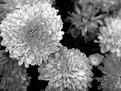 Picture Title - Black and White Mums