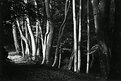 Picture Title - Light through the wood