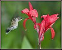 Picture Title - Hungry Hummer
