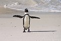 Picture Title - African Penguin