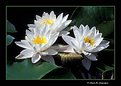 Picture Title - White Waterlilies (s1901)