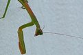 Picture Title - upclose mantis