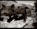 Picture Title - moreḞḞpigs 