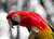 Scarlet Macaw