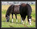 Picture Title - Twin filly's