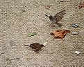 Picture Title - sparrows...