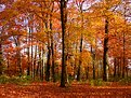 Picture Title - Colors in Autumn
