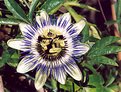 Picture Title - Passion Flower