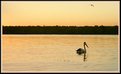 Picture Title - The pelican sunset