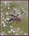 Picture Title - Feeding Wasp