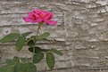 Picture Title - A Rose in East L.A.