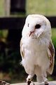 Picture Title - Wise old owl