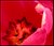 red poppy 1