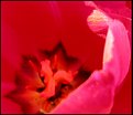 Picture Title - red poppy 1