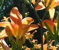 Picture Title - A burst of orange