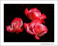 Picture Title - Three Roses