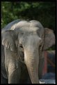 Picture Title - elephant