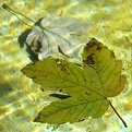 Picture Title - Leaf in the fountain #01