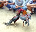 Picture Title - Fowl Fighting