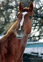 Picture Title - Budennov horse breed  