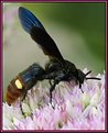 Picture Title - The Pollinator