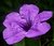 Purple Flower Sept 4, 2004