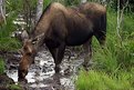 Picture Title - Yes Virginia, Moose do Exist