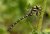 Male Golden-Ringed Dragonfly