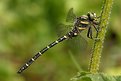 Picture Title - Male Golden-Ringed Dragonfly