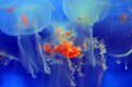 Picture Title - Jellies 