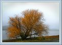 Picture Title - Golden Willow