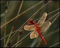 Picture Title - Red dragonfly