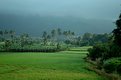 Picture Title - God's Own Country - Kerala