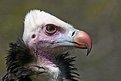 Picture Title - Whiteheaded Vulture