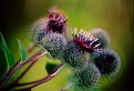 Picture Title - Puffballs