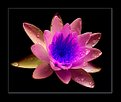Picture Title -  Lotus 