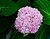 Early Morning Flower