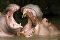 Picture Title - Wildlife: Hippopotamus