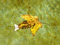 Picture Title - Leaf in the fountain #02