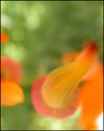 Picture Title - orange blooms 4  - candied rockets