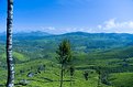 Picture Title - Tea Estates - Kerala