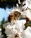 Picture Title - Bee over Prunus flowers
